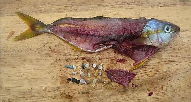 震驚！首次確認(rèn)：人體已被微塑料污染！